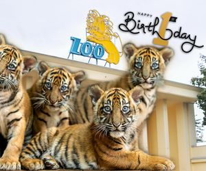 O tym cudzie mówił cały świat! Zoo Wrocław będzie świętować pierwsze urodziny czworaczków