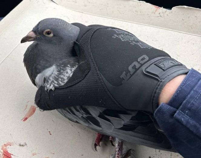 Policjanci o gołębich sercach