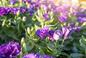 Eustoma wielkokwiatowa - piękny kwiat do domu! Jak dbać o eustomę w doniczce?