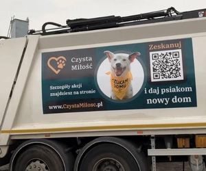 Ruszyła akcja „Czysta Miłość”. Zobacz i adoptuj