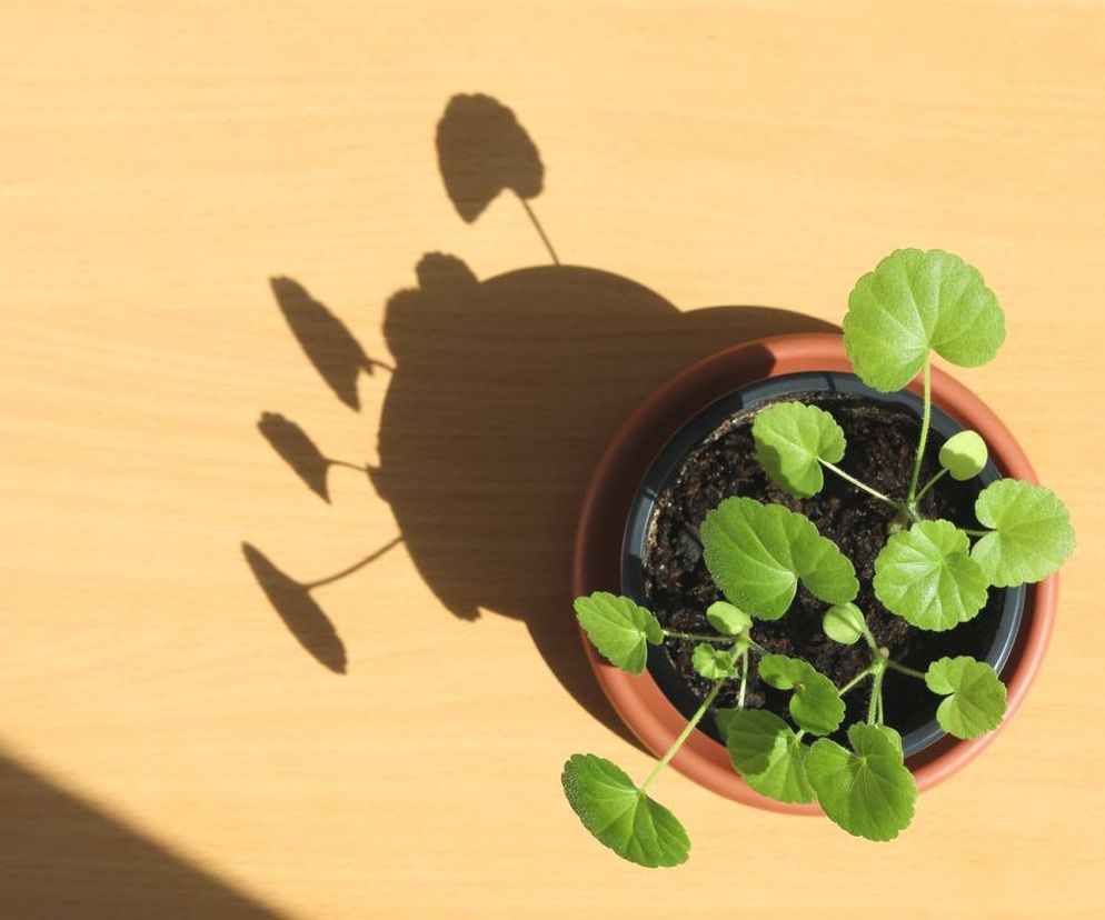 Rozmnażanie pelargonii