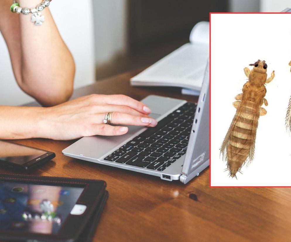 Maleńkie robaki mogą zniszczyć urządzenia. Lepiej sprawdź swój dom! 