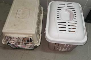 Wyszła z pociągu i wrzuciła martwego kota do śmietnika