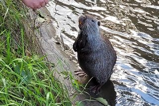 Nutrie w Rybniku są już odławiane