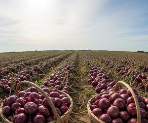 Samozbiory w Polsce. Dlaczego rolnik stawia na nietypową sprzedaż?