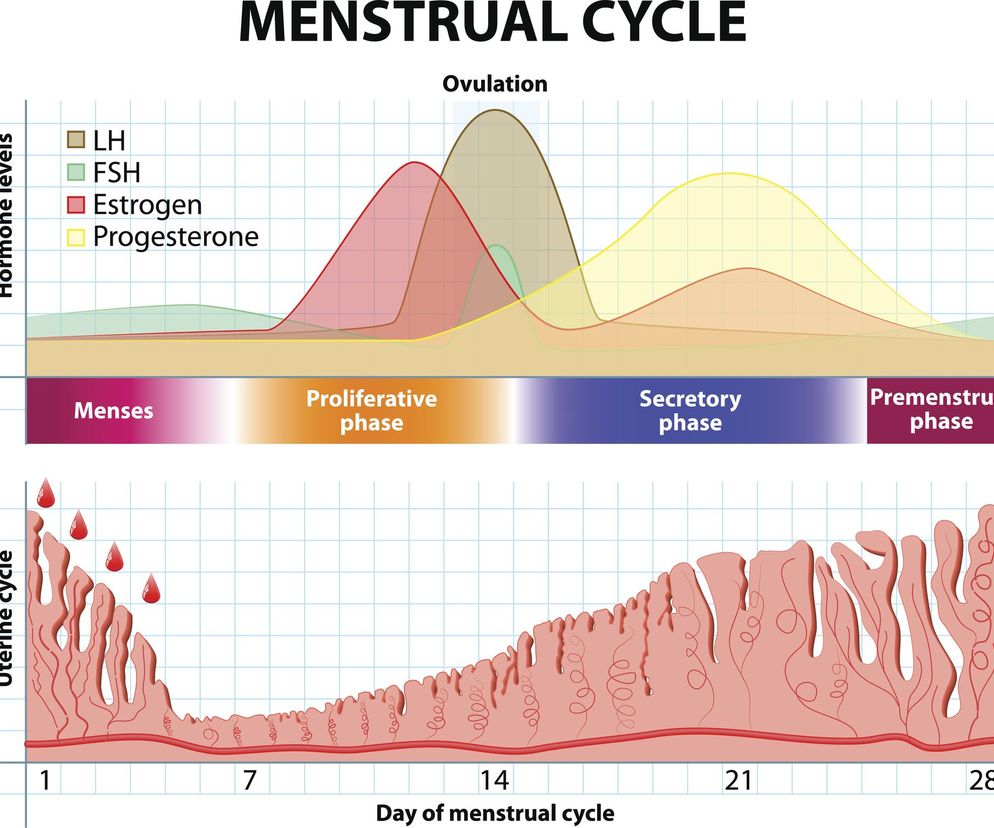 Zespół LUF, czyli zespół luteinizacji niepękniętego pęcherzyka jajnikowego to rodzaj zaburzenie cyklu menstruacyjnego.