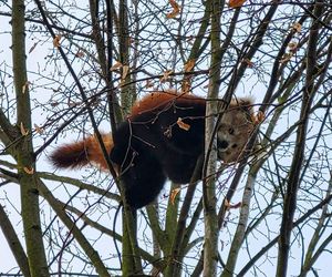 Panda, która uciekła z poznańskiego ZOO