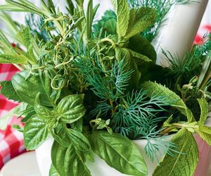 Zioła w ciąży. Jakie zioła są bezpieczne w ciąży?