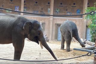 SPA dla słoni. Jak wygląda pielęgnacja mieszkańców łódzkiego ZOO?