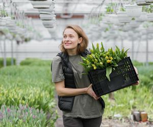Ogławianie tulipanów, to sekret holenderskich ogrodników. Oto co zrobić z tulipanami po przekwitnięciu