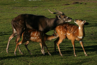 Sitatungi - to piękne antylopy. A w oliwskim zoo sitatungi słyną z wyjątkowo licznych przychówków – łącznie z dwoma nowo narodzonymi sitatungami, rodzina liczy już 14 osobników