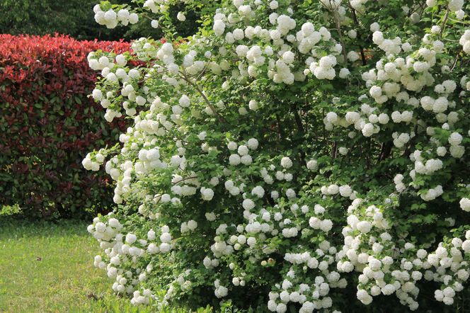 Kalina koralowa 'Roseum'
