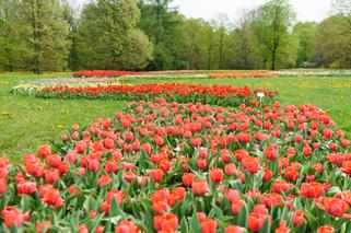 Ogród Botaniczny znowu otwarty! Łodzianie zobaczą wystawę tulipanów [ZMIANA GODZIN OTWARCIA]