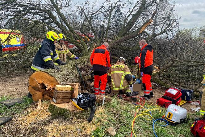 Powiat siedlecki: dwóch mężczyzn zostało przygniecionych podczas wycinki drzewa!
