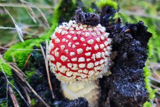Grzybobranie Leśne Wojaże 