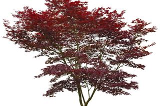 Klon palmowy 'Atropurpureum' - Acer palmatum  'Atropurpureum'