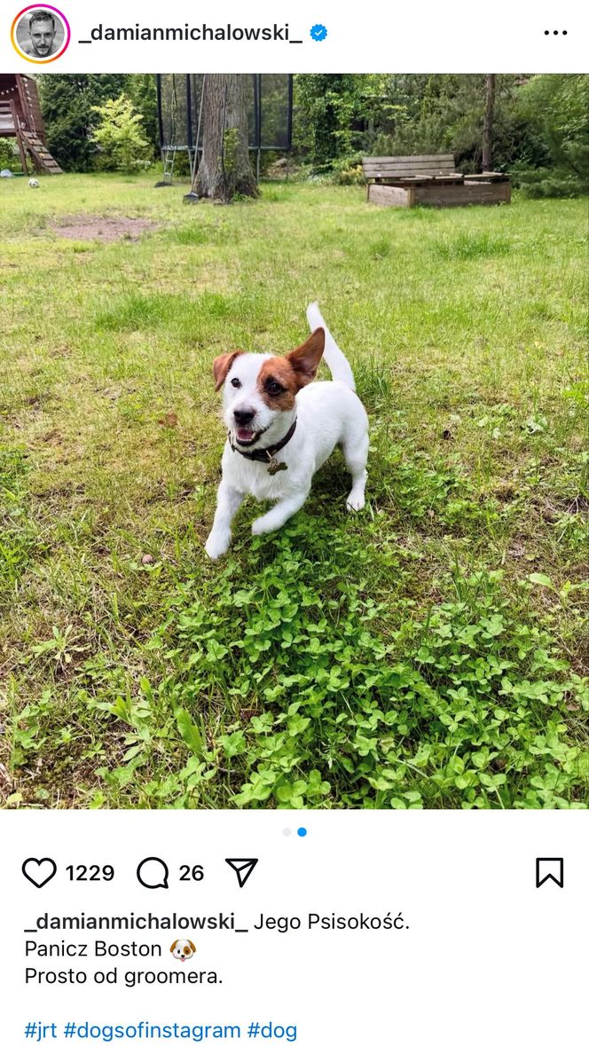 Te psy skradły serca gwiazd! Niektóre wyglądają jak z bajk