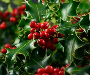 Ostrokrzew kolczasty - właściwości lecznicze i zastosowanie