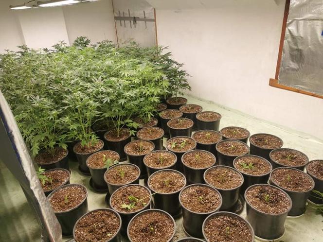 Plantacja konopi w Alwerni zlikwidowana. Kilkaset krzewów w rękach policji