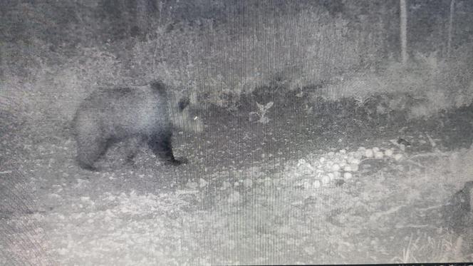 Niedźwiedź brunatny grasuje pod Tarnowem. Fotopułapka zrobiła mu zdjęcia