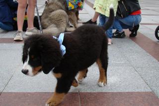 Tarnów w Tricolorze - Zjazd Berneńczyków