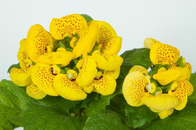 Pantofelnik (Calceolaria)