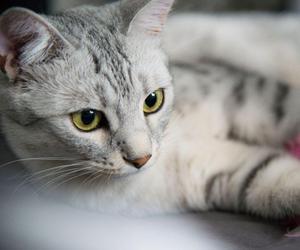 Najpiękniejsze koty na świecie! TOP 10 ras kotów uznanych za najładniejsze