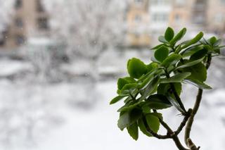 Rośliny doniczkowe zimą