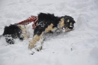 Przez wilki ludzie boją się wychodzić z domów