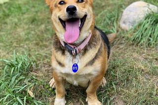 Jakie warunki trzeba spełnić, by adoptować psa? Zwierzęta z bydgoskiego schroniska czekają na nowy dom