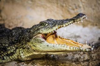 Krokodyl rozerwał żywcem 32-latkę! Potworny atak nad rzeką