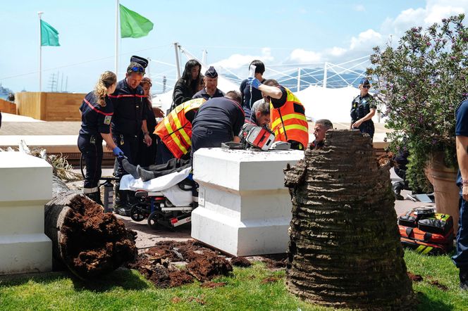 Dramat na festiwalu w Cannes! Producent uderzony przez palmę trafił do szpitala 