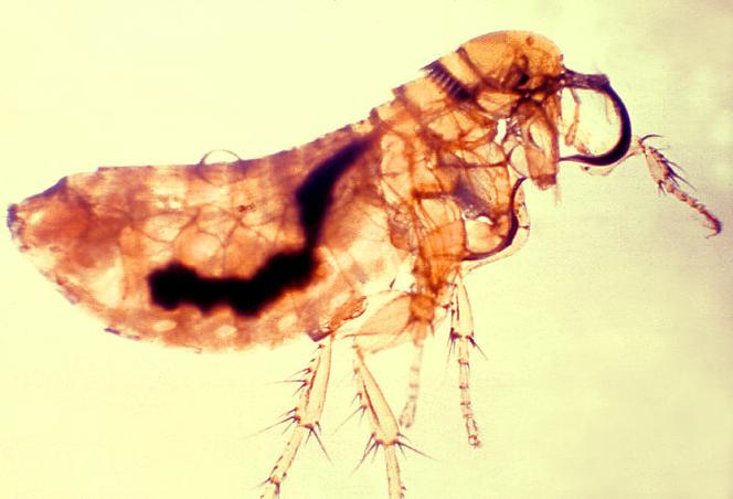 Una pulga infestada de plaga