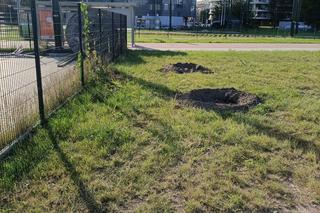 Kraków. Nasadzenia w ramach budowy KST do Górki Narodowej. Mieszkańcy krytykują: „ozdobne krzewy proszę sobie posadzić w ogródku albo na balkonie”