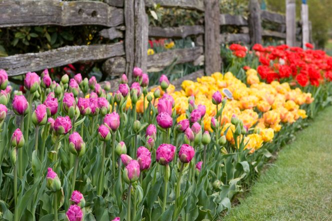 Tulipany