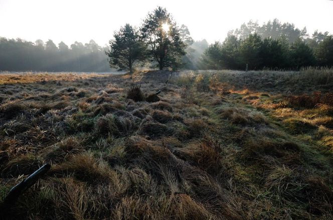 Krupski Młyn najbardziej zalesioną gminą w Polsce