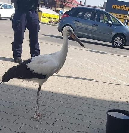 Policjanci pomogli młodemu bocianowi. Ptak stał na przysklepowym parkingu w Jarosławiu [ZDJĘCIA] 