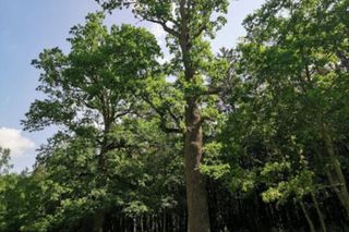 Stara Białowieża na Podlasiu