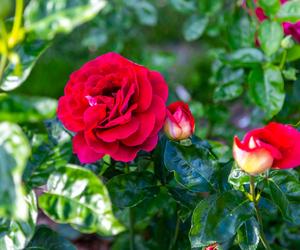 Róża wielkokwiatowa 'Kronenburg'