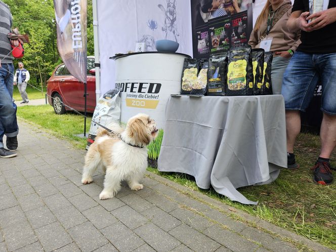 Festiwal Przyjaciół Zwierząt w Olsztynie. Park Centralny opanowały radosne pieski