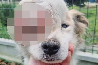 Skazali psa na ekstremalne cierpienie. Potężny guz i cieknąca ropa. Żeby „dzieci nie płakały za pieskiem”