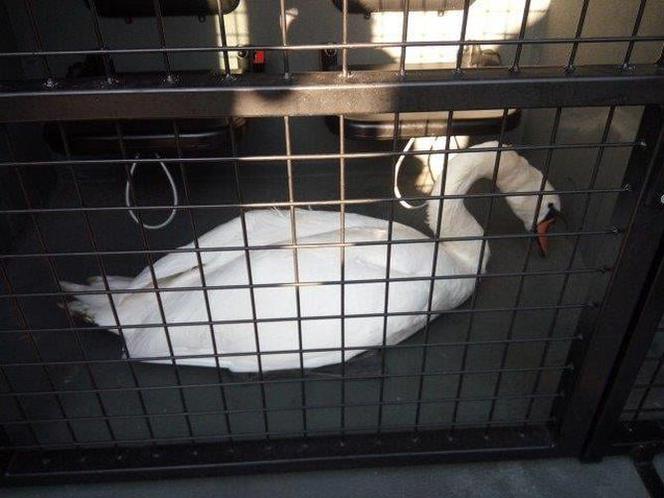 Łabądź podróżował na dachu autobusu