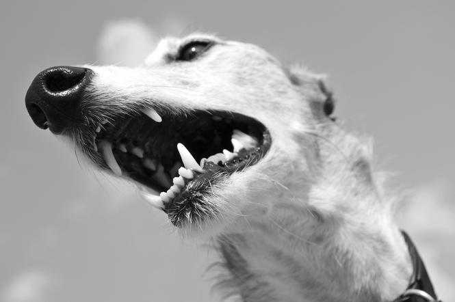 Agresywne psy zaatakowały 15-latkę! Zgroza w Hadlach Kańczuckich