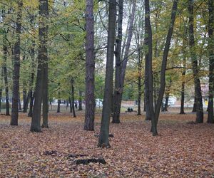 Park Lubomirskich w Białymstoku jesienią 