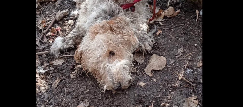 Krzeszowice: Ten pies umierał w męczarniach! Trwają poszukiwania sprawcy