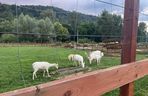 Muszyńskie ogrody zachwycają pięknem. Wyjątkowe miejsce na mapie Małopolski 