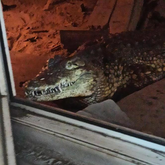 Krokodyl nilowy w poznańskim zoo