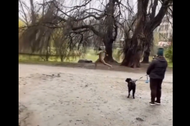 Naga Afrykanka biegała nago po wrocławskim parku. Straszyła przechodniów i wbiegała do wody