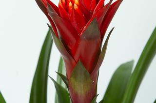 Guzmania