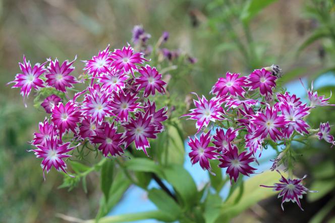 Floks Drummonda = płomyk Drummonda - Phlox drummondii